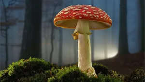 各种野生蘑菇图片_3