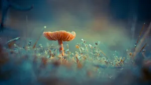各种野生蘑菇图片_4