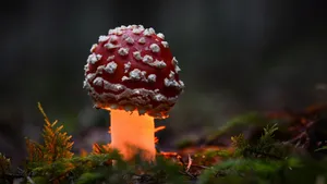 各种野生蘑菇图片_5