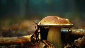 各种野生蘑菇图片_6
