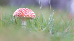 各种野生蘑菇图片_7