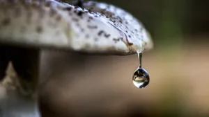 各种野生蘑菇图片_9