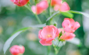 小清新野花图片_2