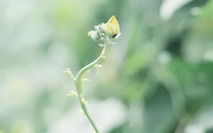 小清新野花图片_5