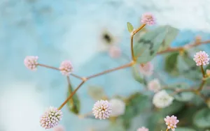 小清新野花图片_6
