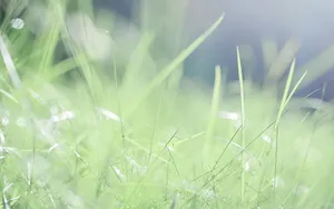 小清新野花图片_9