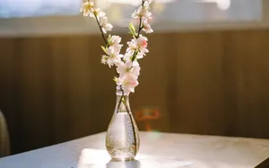 室内小清闲花卉图片_2