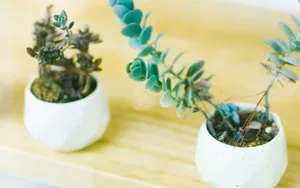 室内小清闲花卉图片_8