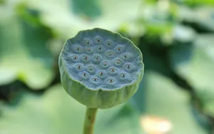 莲蓬图片