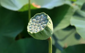 莲蓬图片_2