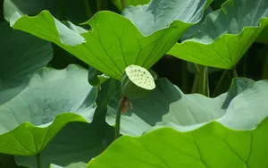 莲蓬图片_4