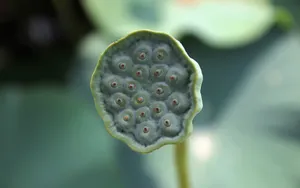 莲蓬图片_7
