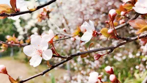 高清桃花图片_2