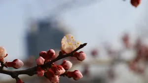 高清桃花图片_3