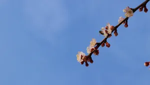 高清桃花图片_4