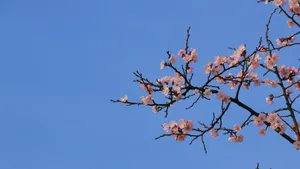 高清桃花图片_5