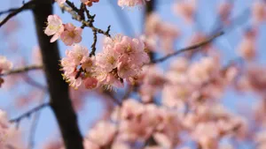 高清桃花图片_6