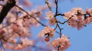 高清桃花图片_7