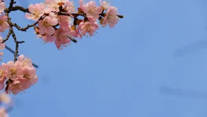 高清桃花图片_8
