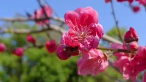 高清桃花图片_10