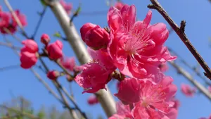高清桃花图片_11