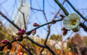 梅花图片_3