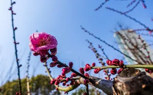 梅花图片_5