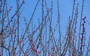 梅花图片_6