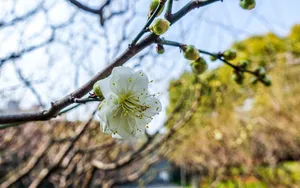 梅花图片_8