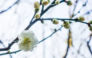 梅花图片_9