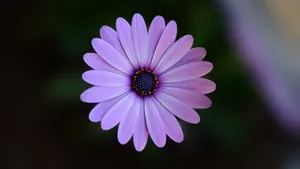 各色各样的雏菊图片大全_4