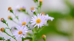 各色各样的雏菊图片大全_9