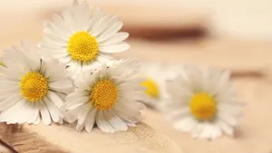 各色各样的雏菊图片大全_10