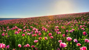 唯美罂粟花花海图片_3
