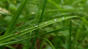 挂着水滴植物绿叶图片_2