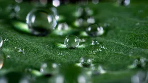 挂着水滴植物绿叶图片_3