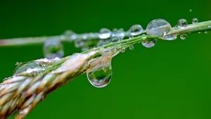 挂着水滴植物绿叶图片_4