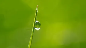 挂着水滴植物绿叶图片_5
