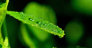 挂着水滴植物绿叶图片_6