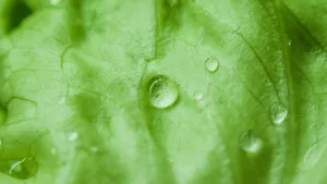 挂着水滴植物绿叶图片_7