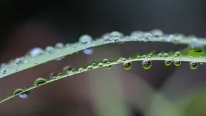 挂着水滴植物绿叶图片_8