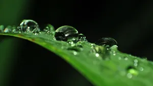 挂着水滴植物绿叶图片_9