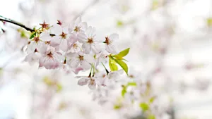 4k高清樱花图片_2