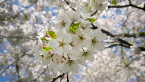 4k高清樱花图片_3