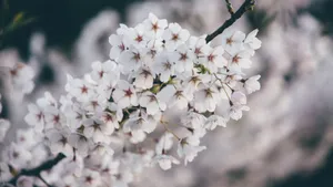 4k高清樱花图片_4