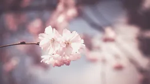 4k高清樱花图片_7