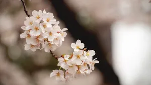 4k高清樱花图片_8