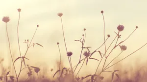 小清新风格的花草图片_4