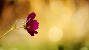 小清新风格的花草图片_5