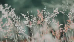 小清新风格的花草图片_6